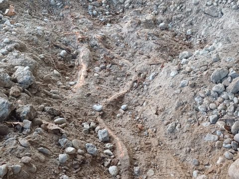 Il Comune replica alle polemiche: «Le radici compromettevano la stabilità, l’abbattimento era inevitabile»