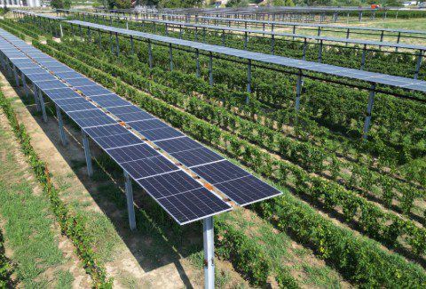 Agrivoltaico, un impianto grande come una città