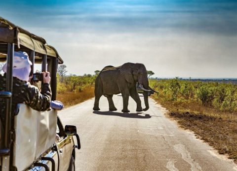 IN VIAGGIO SUL SOFÀ – Il safari: un’immersione totale nella natura selvaggia