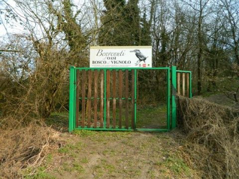 MORTARA E DINTORNI NELLA STORIA – Dove la natura ha resistito: il Bosco del Vignolo